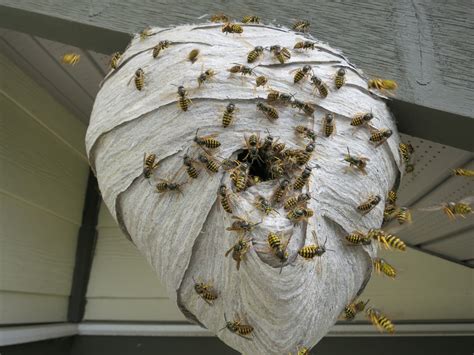 wasps nests advice
